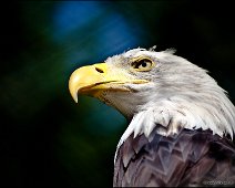 Weisskopfadler American Eagle